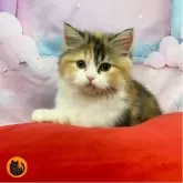 スコティッシュフォールド(立ち耳)