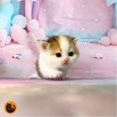 スコティッシュフォールド(立ち耳)