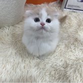 スコティッシュフォールド(折れ耳)