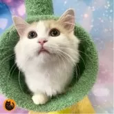 マンチカン(短足)