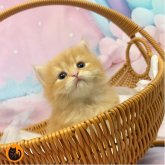 スコティッシュフォールド(立ち耳)