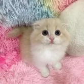 スコティッシュフォールド(折れ耳)