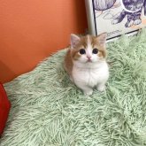 マンチカン(短足)