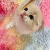 スコティッシュフォールド(折れ耳)