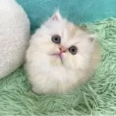 スコティッシュフォールド(立ち耳)