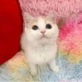 スコティッシュフォールド(立ち耳)
