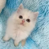 スコティッシュフォールド(立ち耳)
