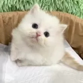 スコティッシュフォールド(立ち耳)