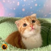 スコティッシュフォールド(折れ耳)