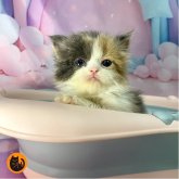 スコティッシュフォールド(立ち耳)