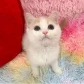 スコティッシュフォールド(立ち耳)