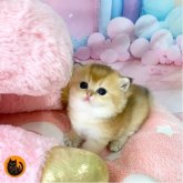 ブリティッシュショートヘア