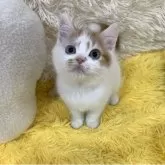 スコティッシュフォールド(立ち耳)
