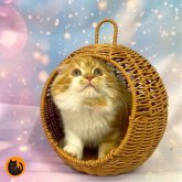 スコティッシュフォールド(折れ耳)