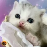 スコティッシュフォールド(立ち耳)