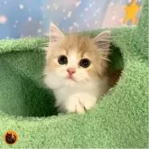 スコティッシュフォールド(立ち耳)