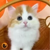 マンチカン(長足)