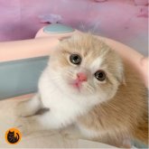 スコティッシュフォールド(折れ耳)