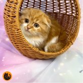 スコティッシュフォールド(折れ耳)