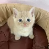 マンチカン(短足)