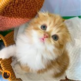 スコティッシュフォールド(折れ耳)