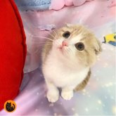 スコティッシュフォールド(折れ耳)