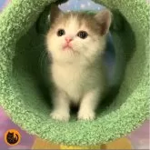 スコティッシュフォールド(立ち耳)