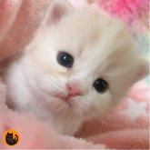 スコティッシュフォールド(立ち耳)
