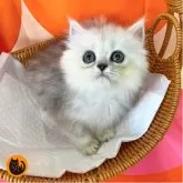 ペルシャ