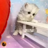 ミヌエット(長足)