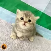 マンチカン(短足)