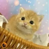 スコティッシュフォールド(立ち耳)