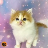 スコティッシュフォールド(立ち耳)