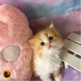 スコティッシュフォールド(立ち耳)