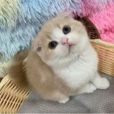 スコティッシュフォールド(折れ耳)