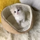 スコティッシュフォールド(折れ耳)【大阪府・男の子・2025年2月13日・クリームタビー&ホワイト】の写真5