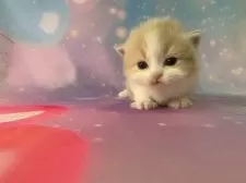 マンチカン(短足)【大阪府・男の子・2025年11月26日・クリームタビー&ホワイト】の写真2