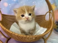 スコティッシュフォールド(立ち耳)【大阪府・男の子・2025年12月8日・レッドタビー&ホワイト】の写真2