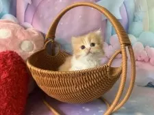 スコティッシュフォールド(立ち耳)【大阪府・女の子・2025年10月3日・レッドタビー&ホワイト】の写真2