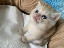 スコティッシュフォールド(立ち耳)【大阪府・男の子・2025年6月6日・クリームタビー】の写真2