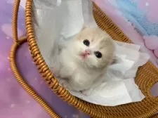 マンチカン(短足)【大阪府・女の子・2025年11月26日・クリームタビー&ホワイト】の写真2