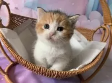 マンチカン(短足)【大阪府・女の子・2025年9月27日・キャリコ】の写真2