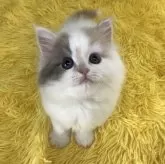 スコティッシュフォールド(立ち耳)【大阪府・女の子・2025年3月24日・ダイリュートキャリコ】の写真2