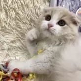 スコティッシュフォールド(折れ耳)【大阪府・男の子・2025年2月13日・クリームタビー&ホワイト】の写真2