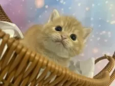 スコティッシュフォールド(立ち耳)【大阪府・男の子・2025年9月25日・レッドタビー】の写真2