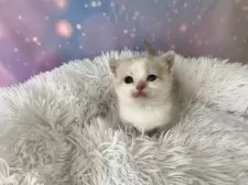 マンチカン(短足)【大阪府・男の子・2026年1月14日・クリームタビー&ホワイト】の写真2