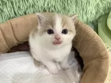 スコティッシュフォールド(立ち耳)【大阪府・男の子・2025年4月23日・クリームタビー&ホワイト】の写真3