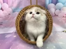 スコティッシュフォールド(折れ耳)【大阪府・女の子・2025年9月17日・クリームタビー&ホワイト】の写真3