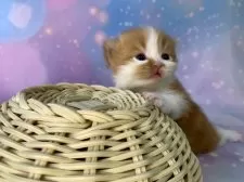 スコティッシュフォールド(立ち耳)【大阪府・男の子・2025年11月16日・レッドタビー&ホワイト】の写真3