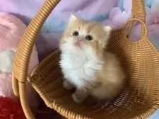 スコティッシュフォールド(立ち耳)【大阪府・女の子・2025年10月3日・レッドタビー&ホワイト】の写真3